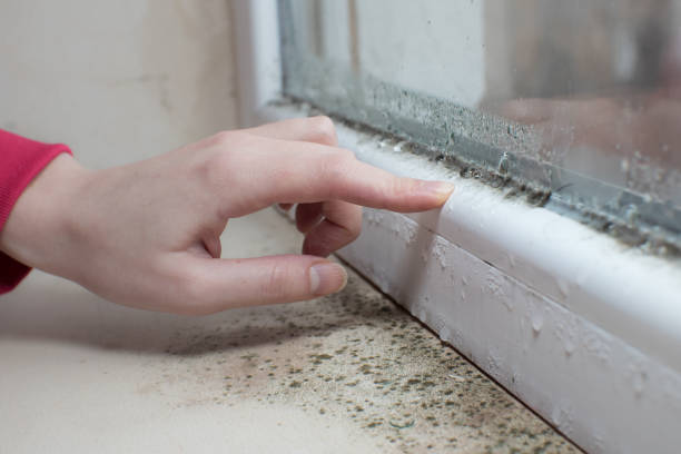 Trusted Britton, SD Mold Removal Experts